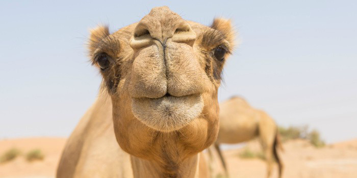 Camel in desert